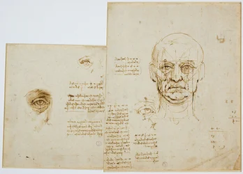 Études des proportions du visage et de l